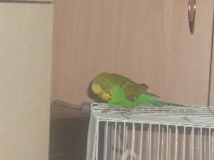 S7309041 - papagalul meu paco