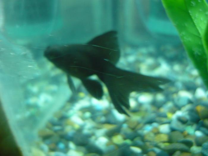 P1000539 - Primul bazin 2009