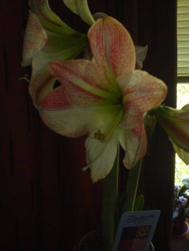 NWTFVPYPFCHOQCRRKPW - hippeastrum