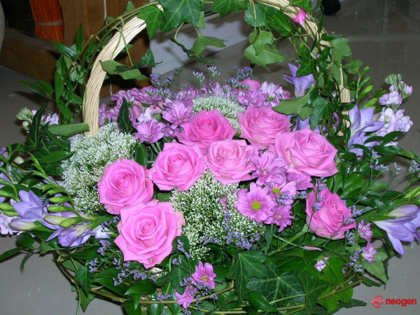 d743e8f5_0050000920813_00_600 - Trandafiri roz