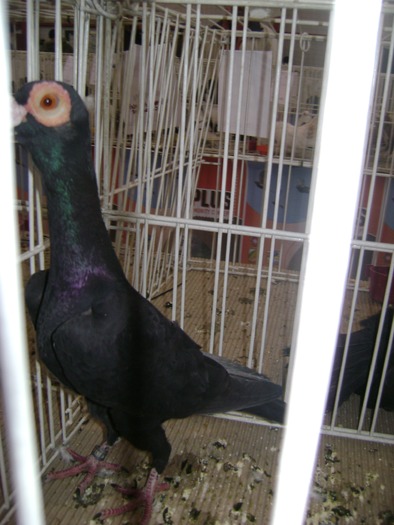 DSC07836 - Expozitie BIstrita 20 12 2009