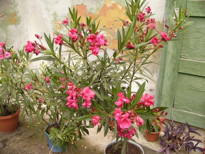 nerium oleander