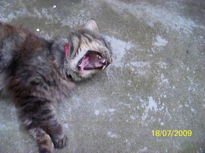 100_8069 - Miky vedeta - motanul