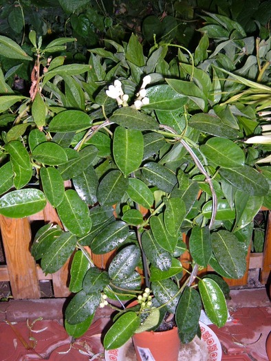 stephanotis - stephanotis