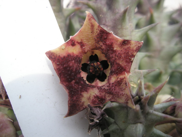 Huernia macrocarpa - floare 02.10 - Asclepidiacee 2009
