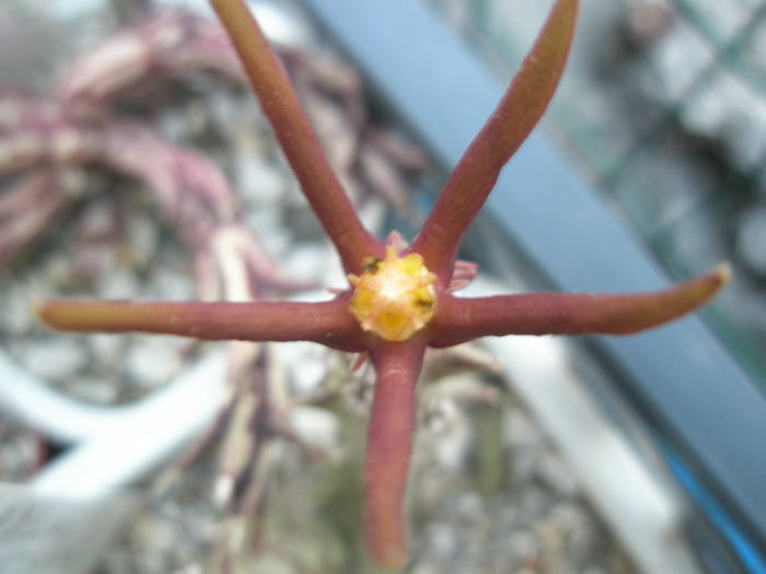 Caralluma metjetsiana - floare - Asclepidiacee 2009