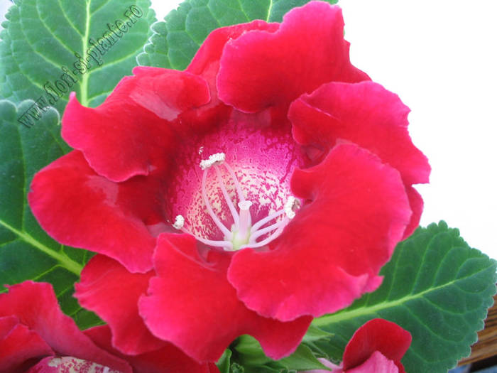 Gloxinia grena 4