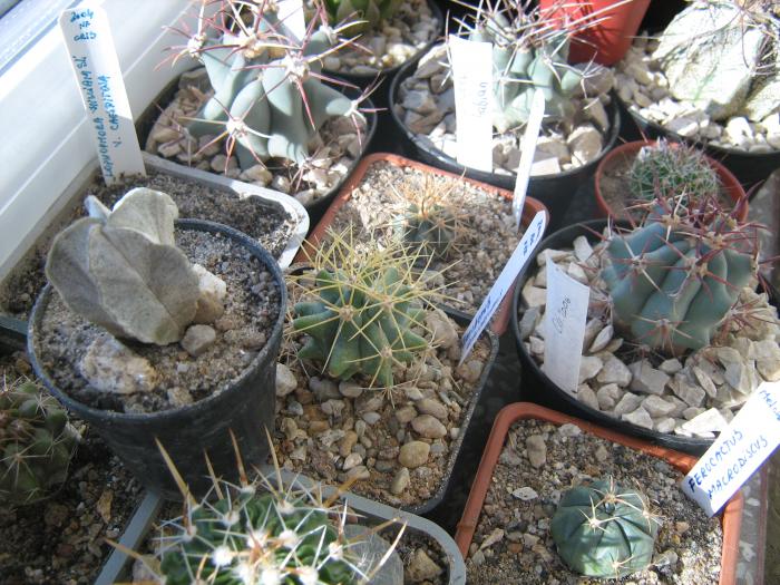 IMG_3793 - Cactusi 2009