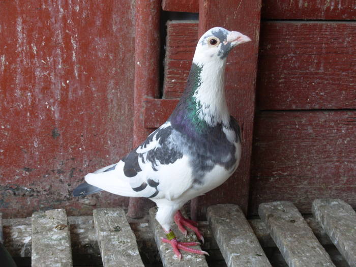 M Doctor Lins - Fosta Reproducere