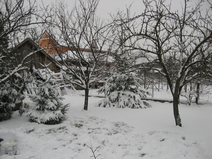 03.01.2010 - gradina ianuarie 2010