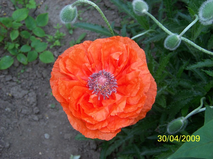 100_1266 - Primavara in curte  Timisoara