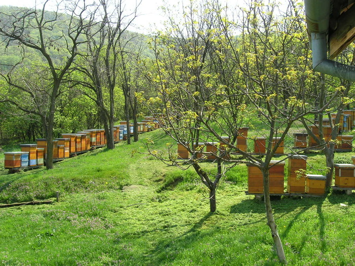 P4091982 - Majevic profesional apicultor