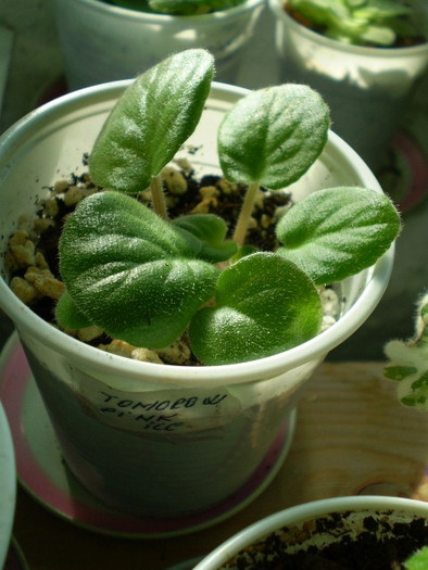 PA102648 - flori de camera 2009-2010