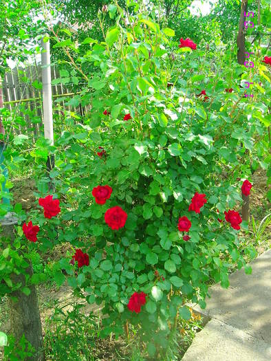 Rosu catarator - Trandafiri
