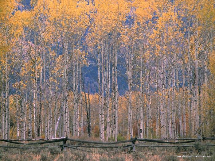 Aspen Splendor, Jackson Hole, Wyoming