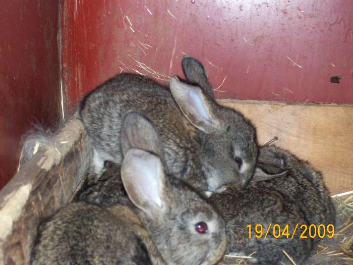 Picture 033 - poze iepuri aprilie 2009