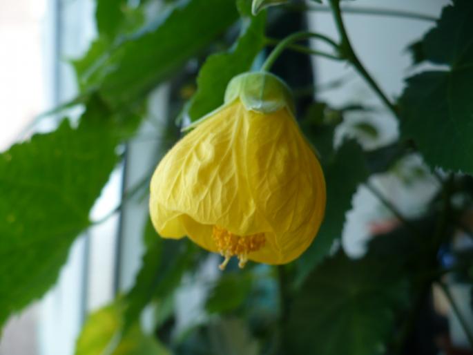 Abutilon - Alte plante