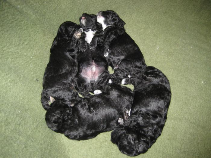 Dupa 16 zile - Cateii