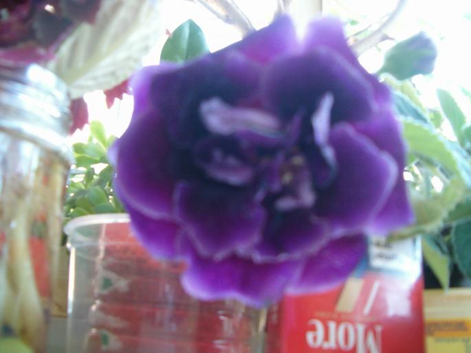 gloxinia-1 - gloxinii