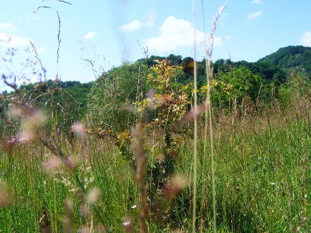 DSCF2411