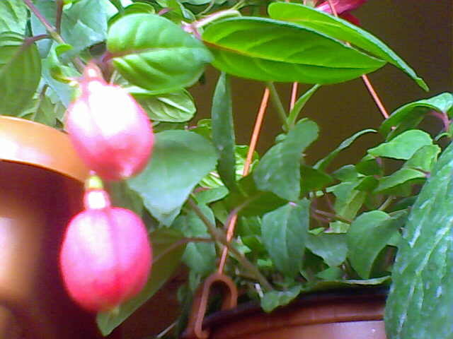 Picture 013 - florile mele