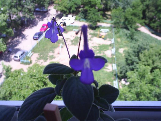 Streptocarpus saxorum (Streptocarpella)