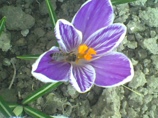  - CROCUSI 2010