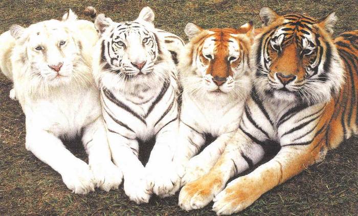tigers - Tigers