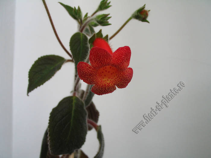 Kohleria Cybele 3