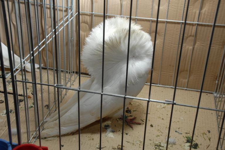 DSC_3916 - Campioni Expo TM2