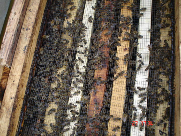 DSC05943 - ALBINUTZELE MELE