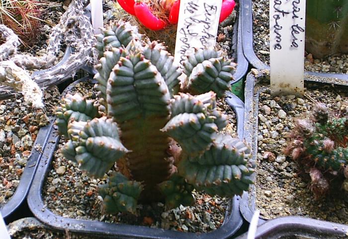 Euphorbia meloformis