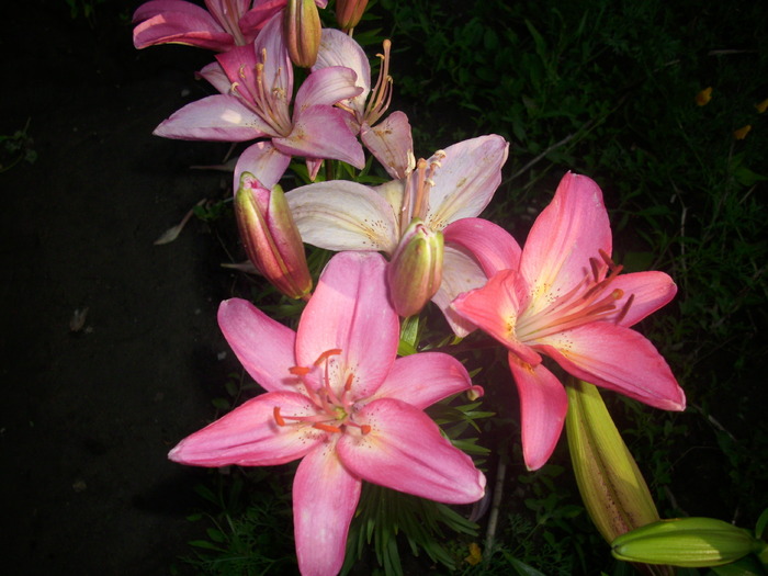 DSCI0961 - flori din gradina mea