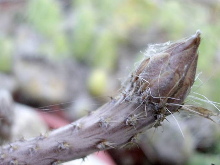 Pterocactus tuberosus - Fotografii cactusi - suculente 2009