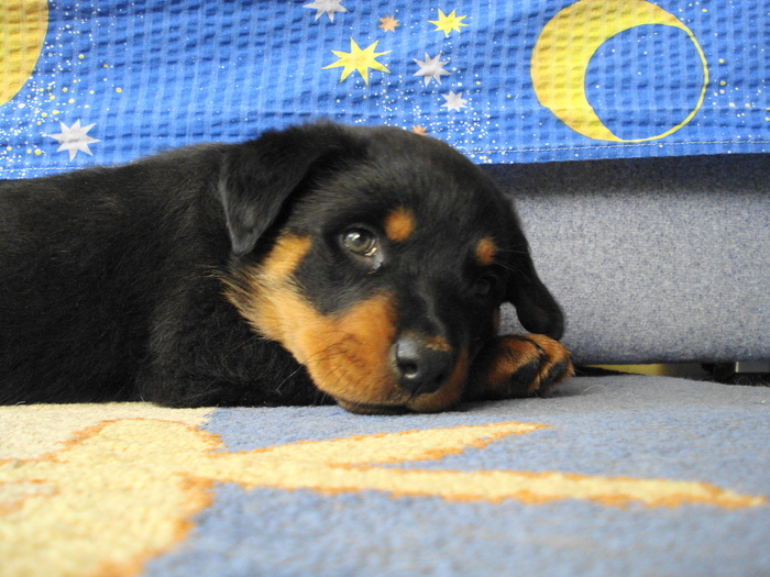 DSC04307 - ROTTWEILER