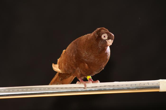 Picture 058 - jucatori de constanta