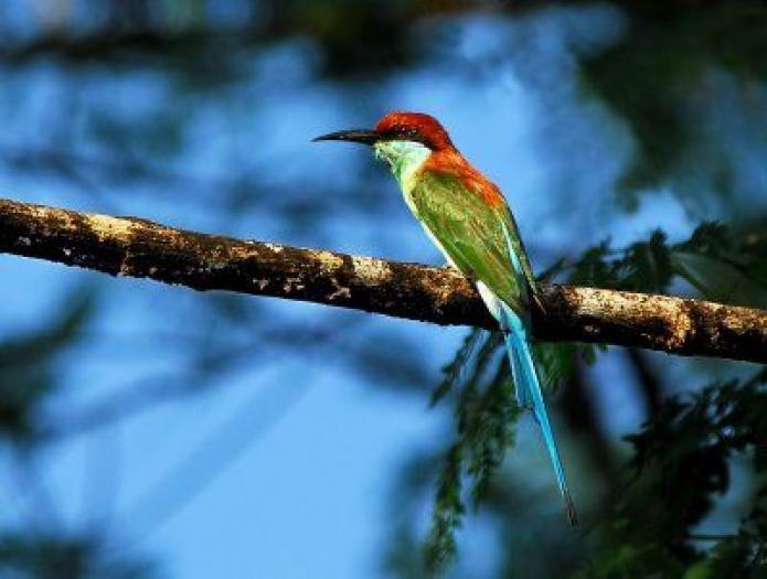 Blue%20Throated%20Bee-Eater