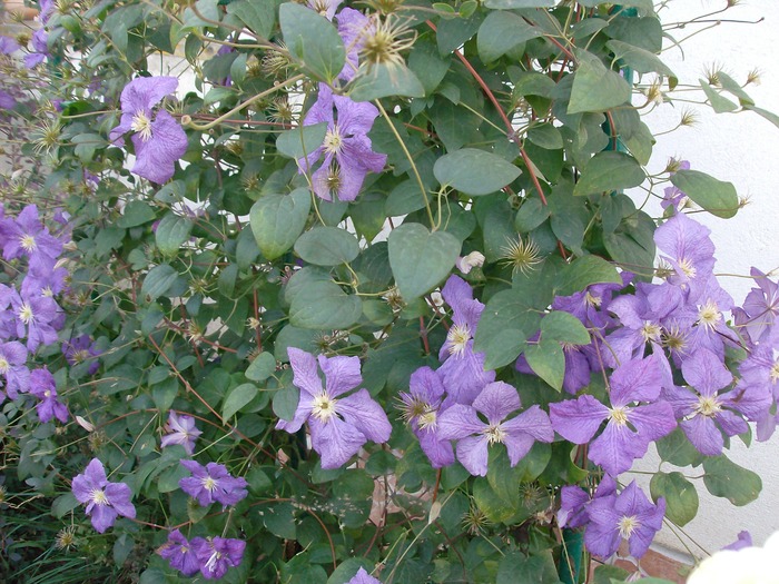 Clematita - Plante de gradina 2010