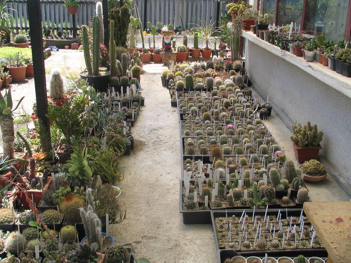 2009    mai colectia Marcu; Aceste plante sunt afara, protejate de ploile verii, sunt udate o data pe saptamana.
