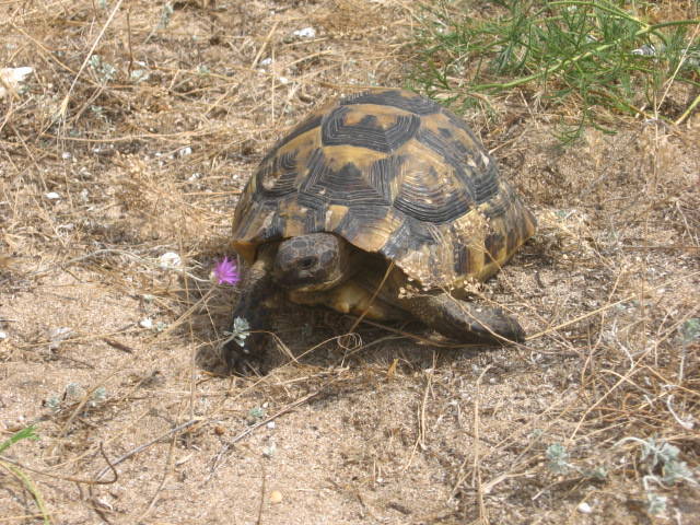 Testudo greaca ibera