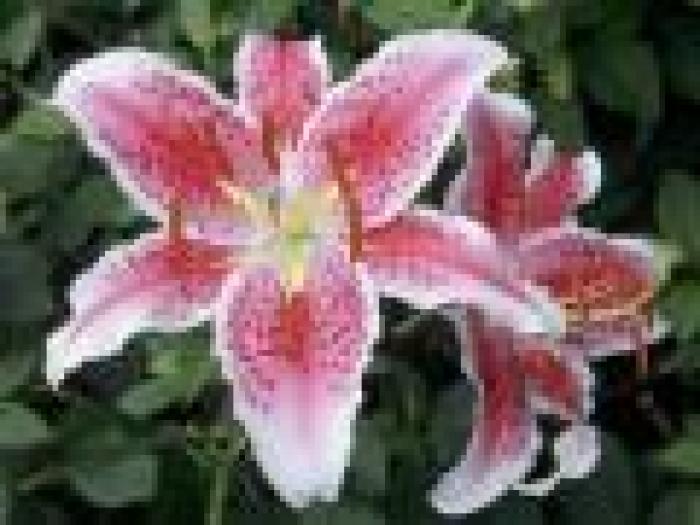 Poze Flori Wallpapers Flori Deschise