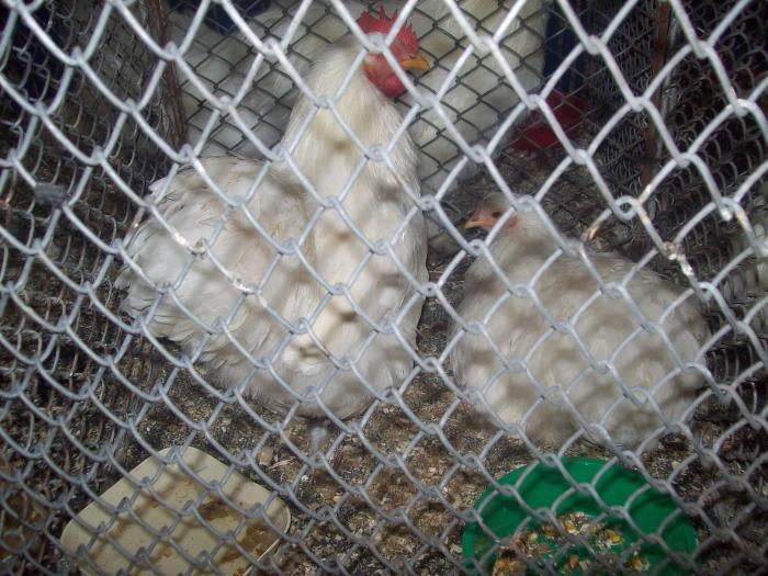 EXPO 2009 .01.09  CLUJ-NAPOCA 121