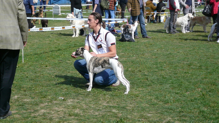 CHARMING STYLE de CASA BRATY - WHIPPET de CASA BRATY