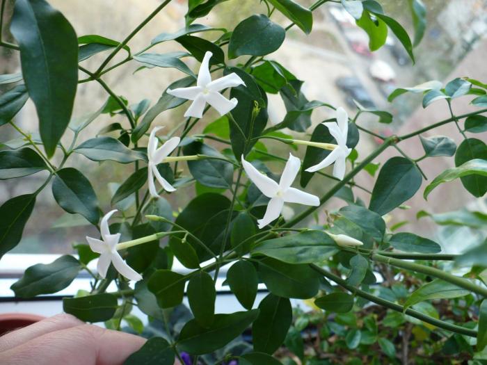 P1060104 - Alte plante