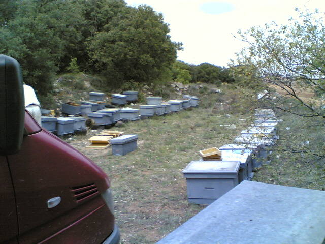 26022006(002) - apicultura