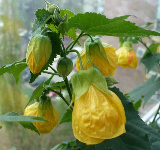 P1100705 - ABUTILONI