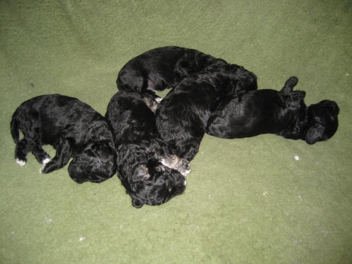 Dupa 17 zile - Cateii