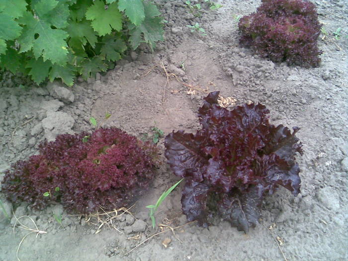 salata-rosie - FLORI IN GRADINA