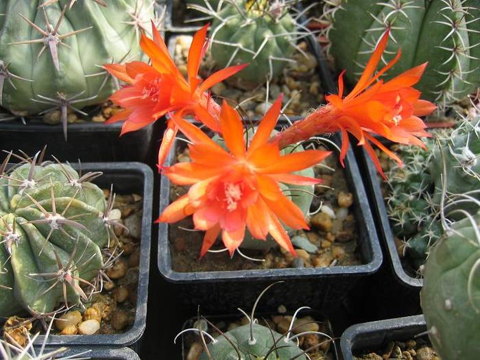 cactusi 001 - Cactusi la Constanta