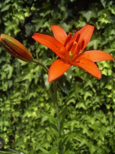 450px-Lilium_concolor - Flori de lilyum